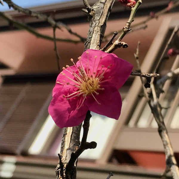 紅梅