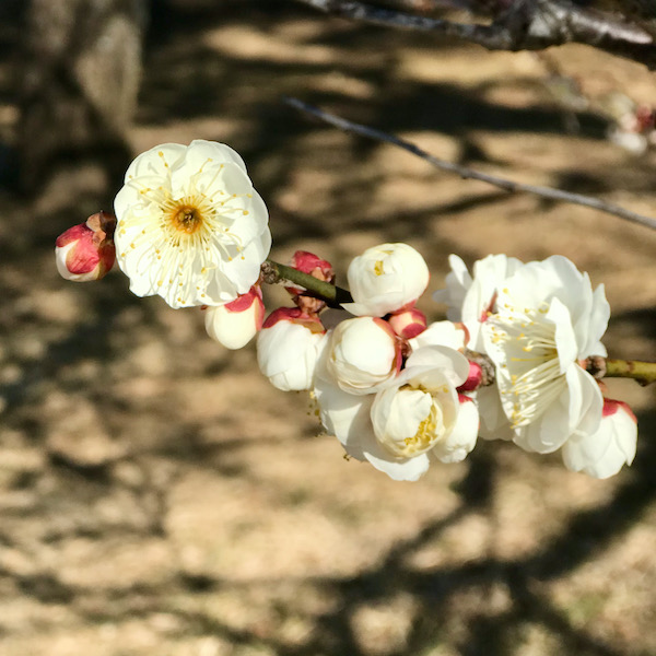 白梅（八重冬至）