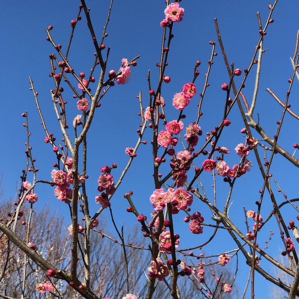紅梅