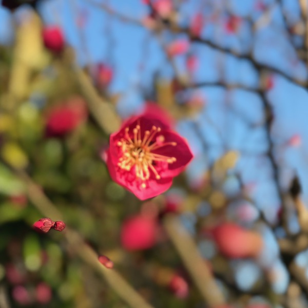 紅梅