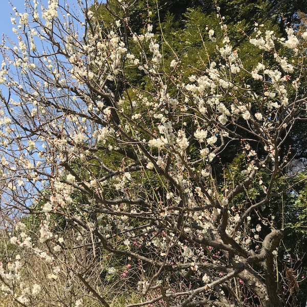 井の頭公園の白梅