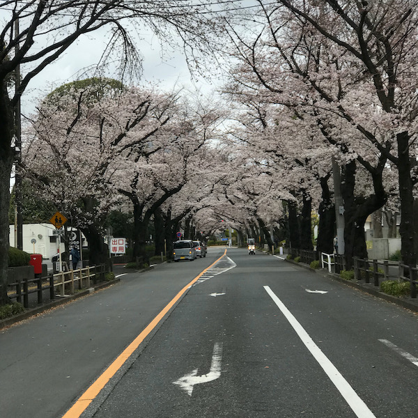中央通りの桜並木