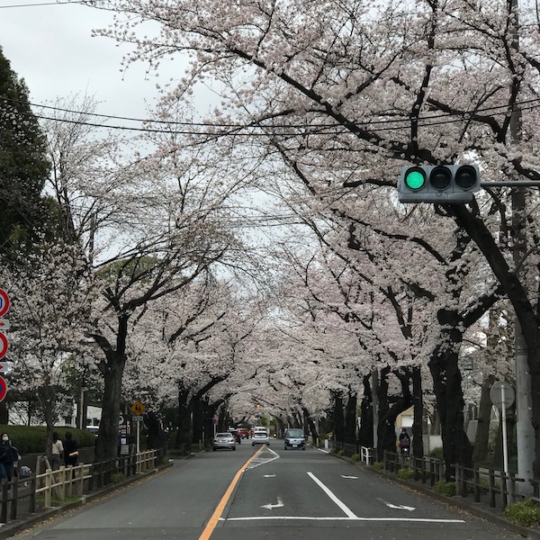 中央通りの桜並木