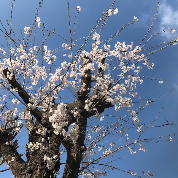 桜の花