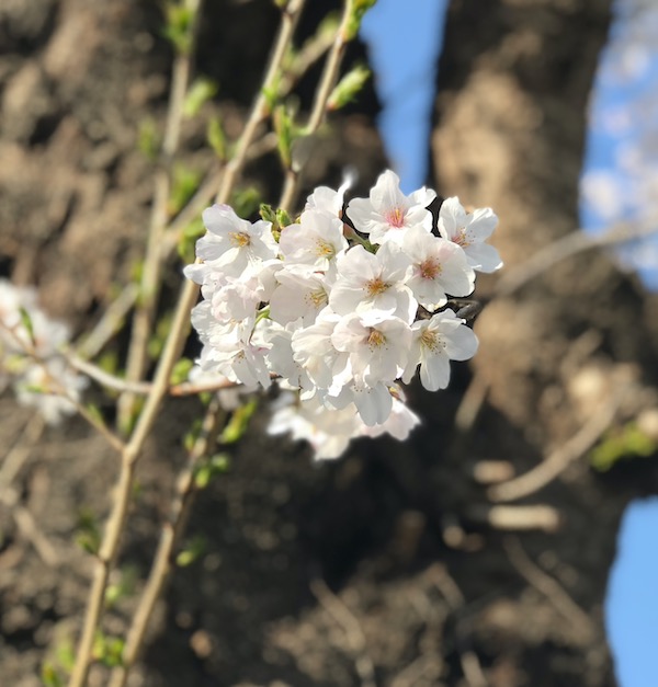 桜の花