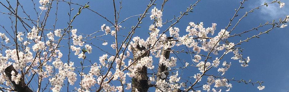 満開の桜