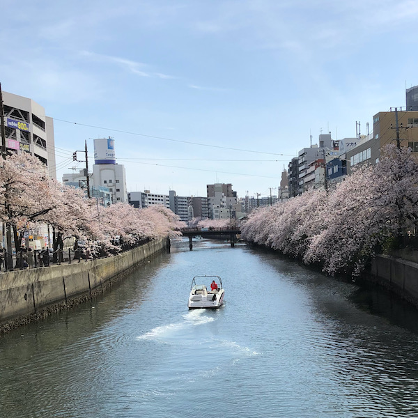 川と桜