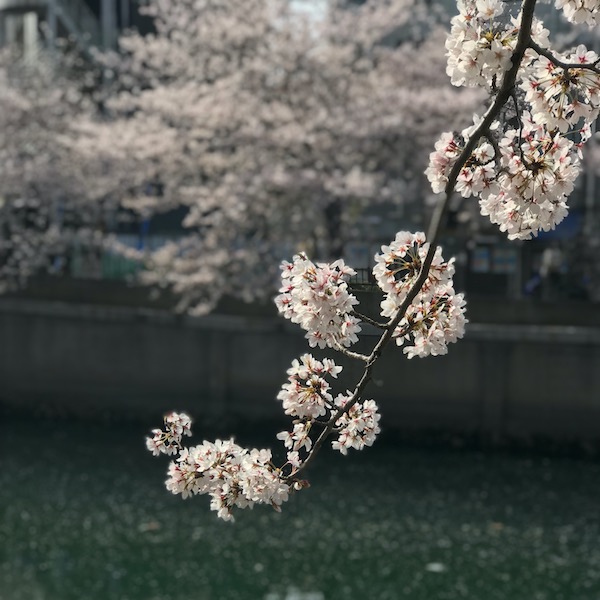 桜