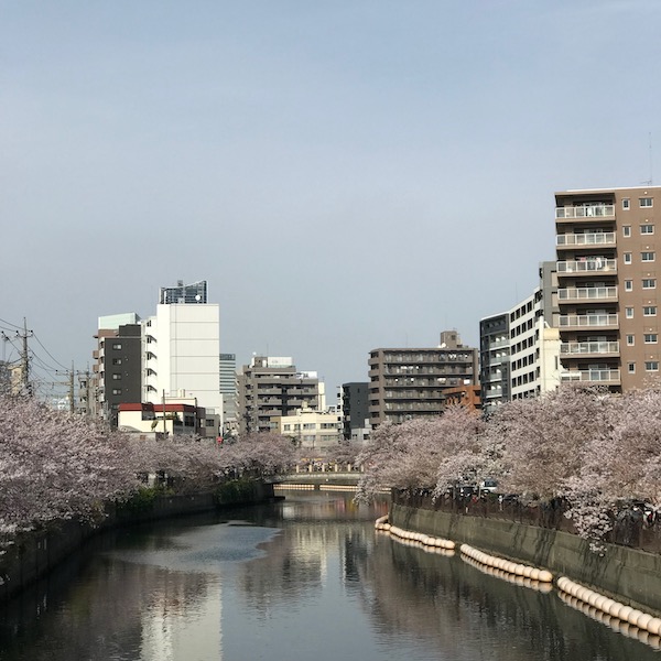 川と桜