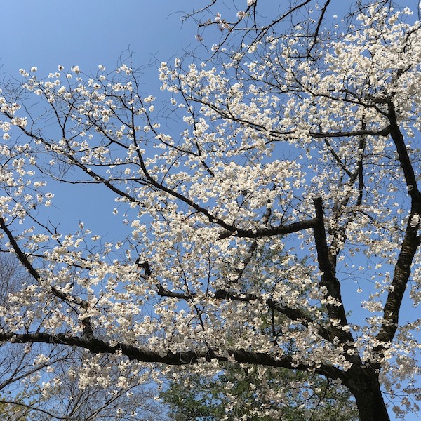 井の頭公園の桜