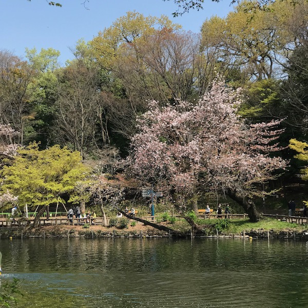 井の頭公園の桜