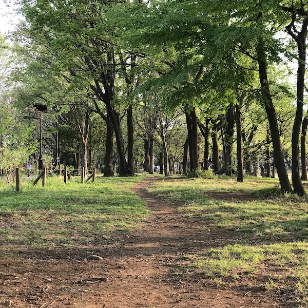 中央公園の散歩道