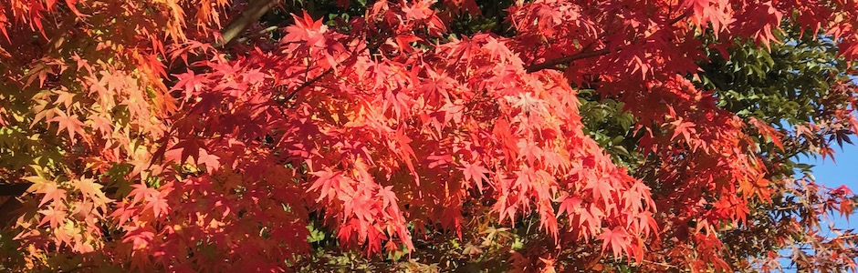 紅葉