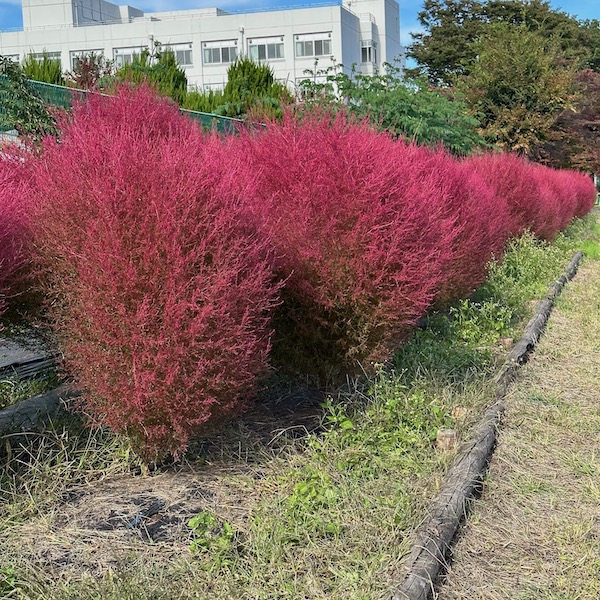 コキア