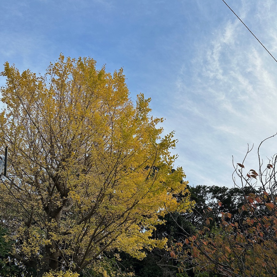 銀杏の木