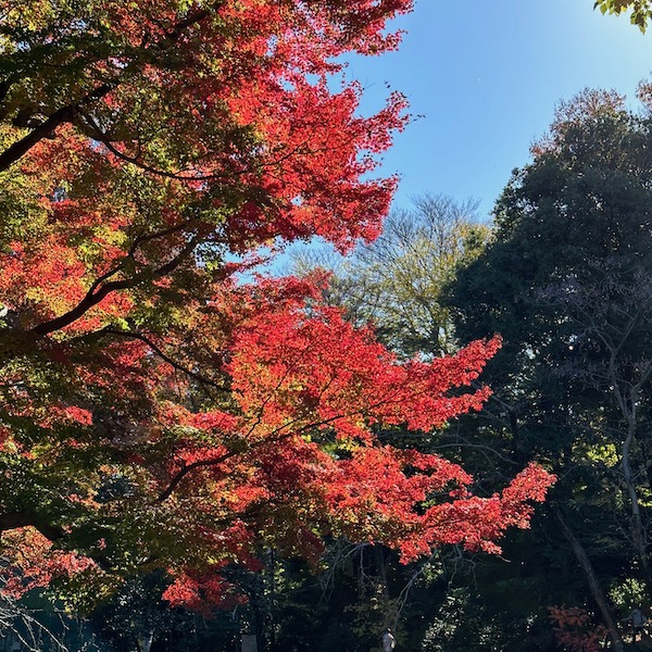 紅葉
