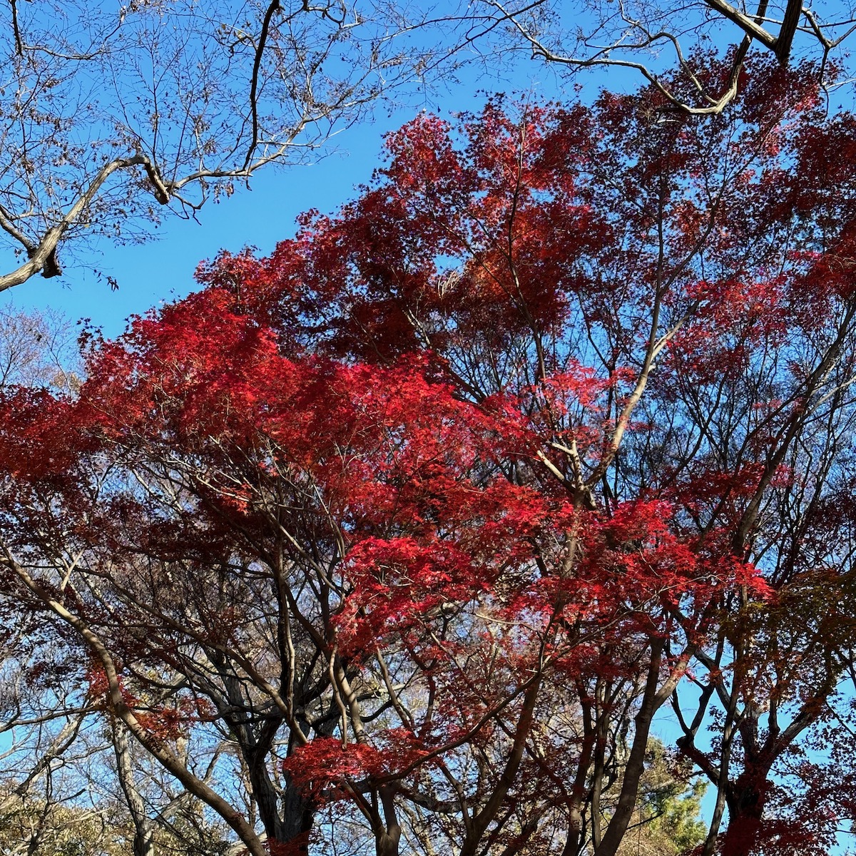 紅葉の木