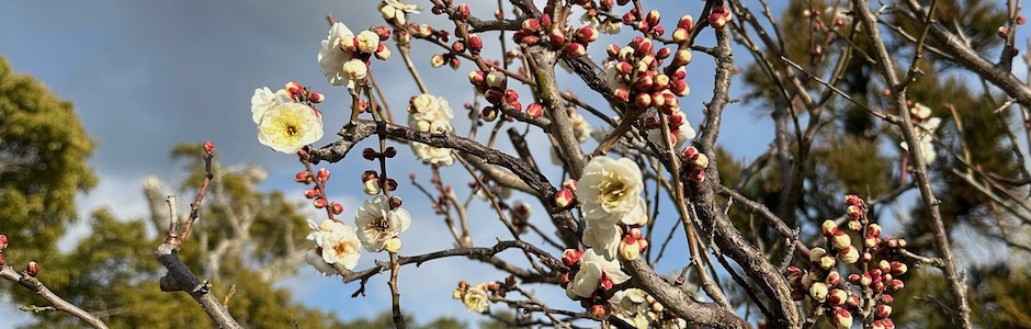 鶴岡八幡宮の白梅