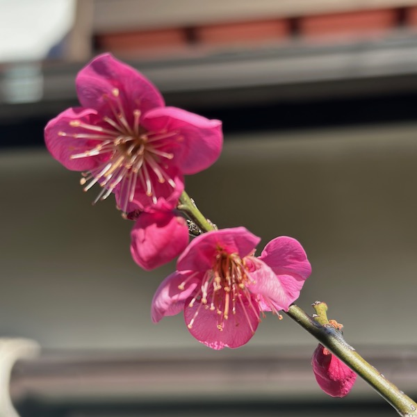 紅梅
