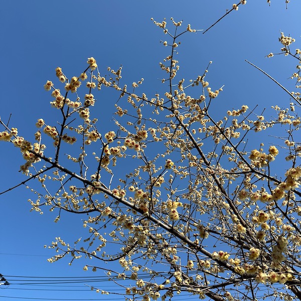 ろうばいと青空