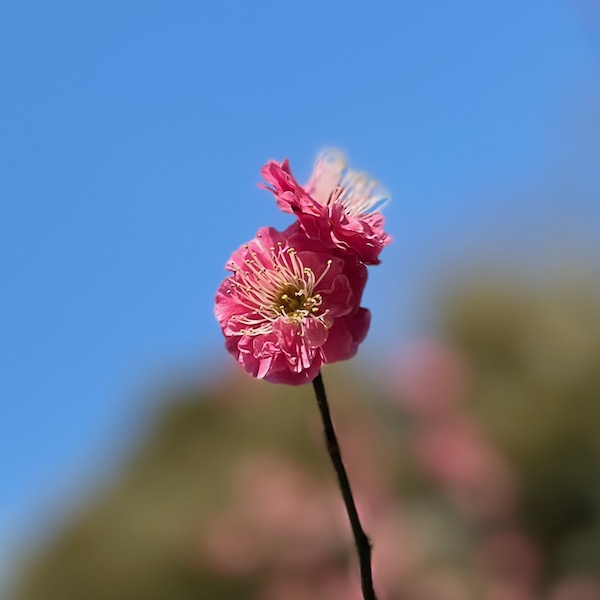 紅梅