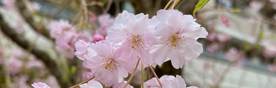 満開の桜