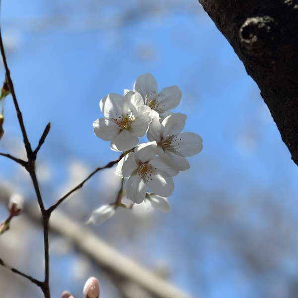 桜