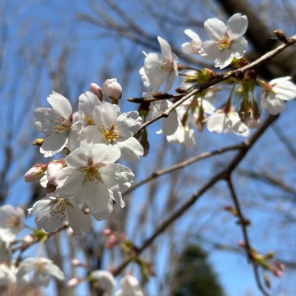 桜