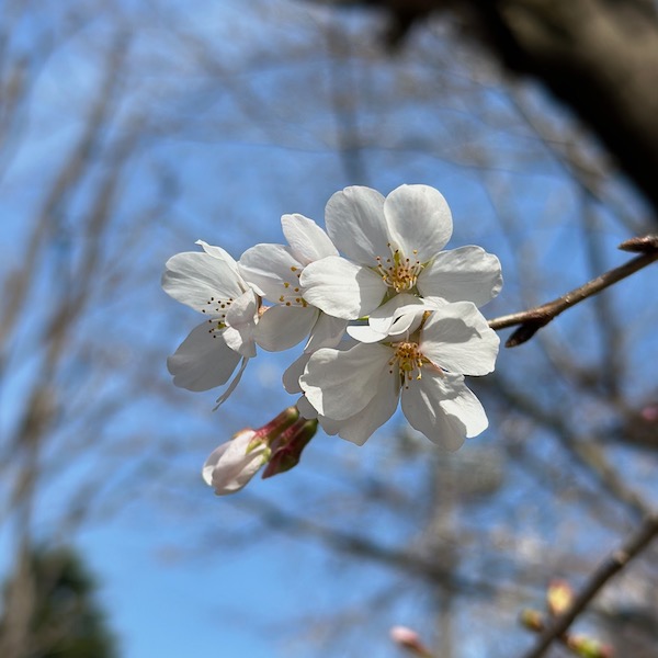 桜