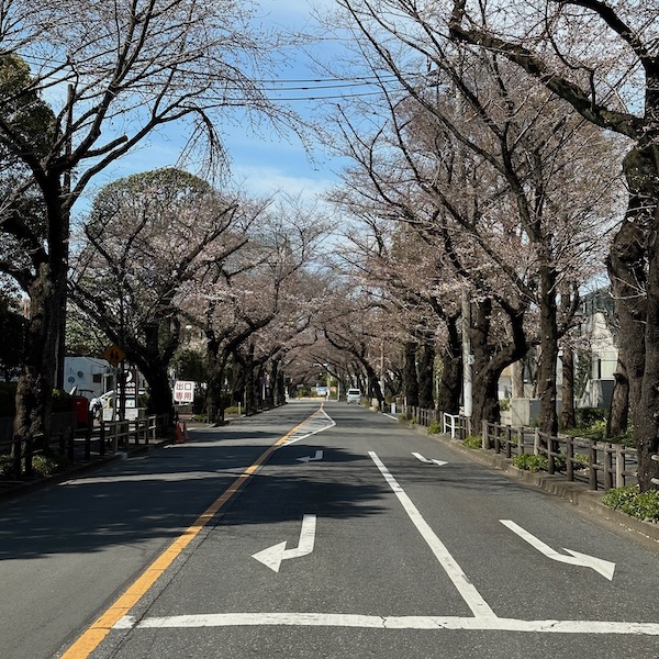 まだ開花していない桜並木