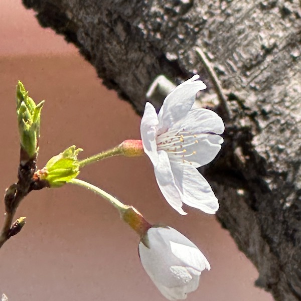 桜