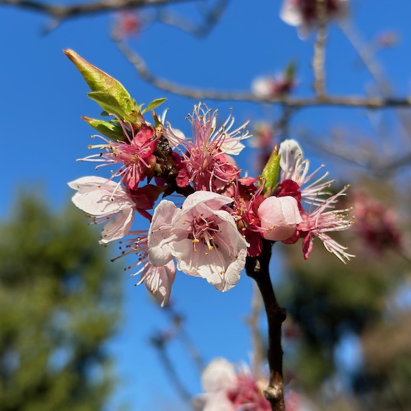 杏の花