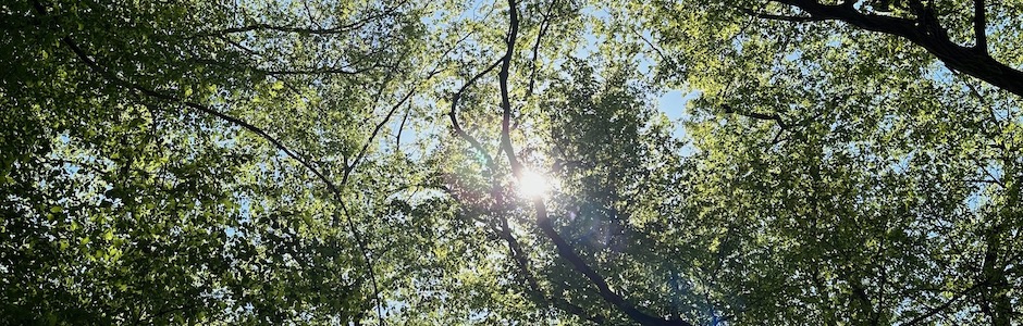 新緑の木洩れ日