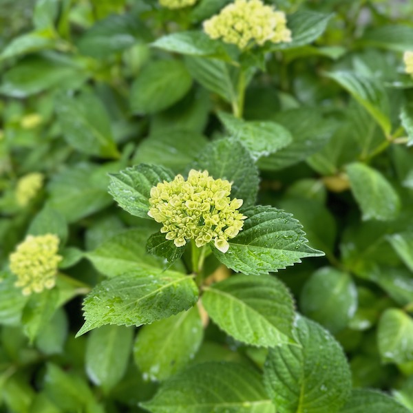 紫陽花の蕾