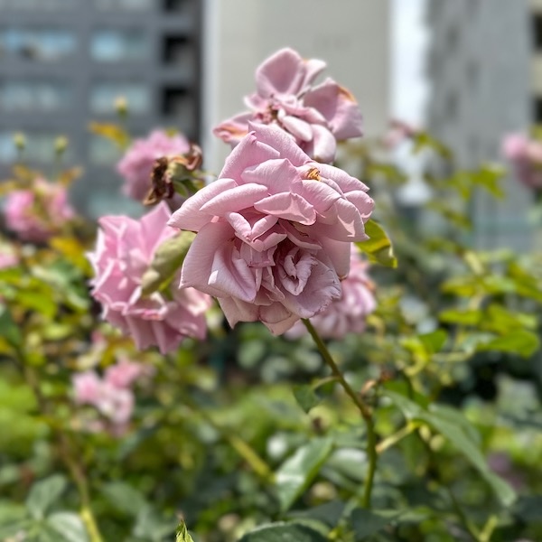 薄紫のばら