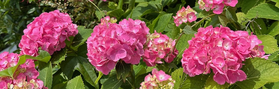 赤い紫陽花