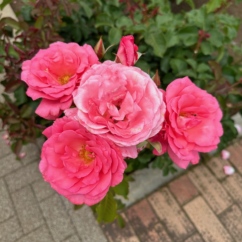 赤いばら、芳純