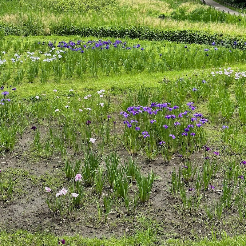 菖蒲園