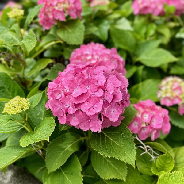紫陽花
