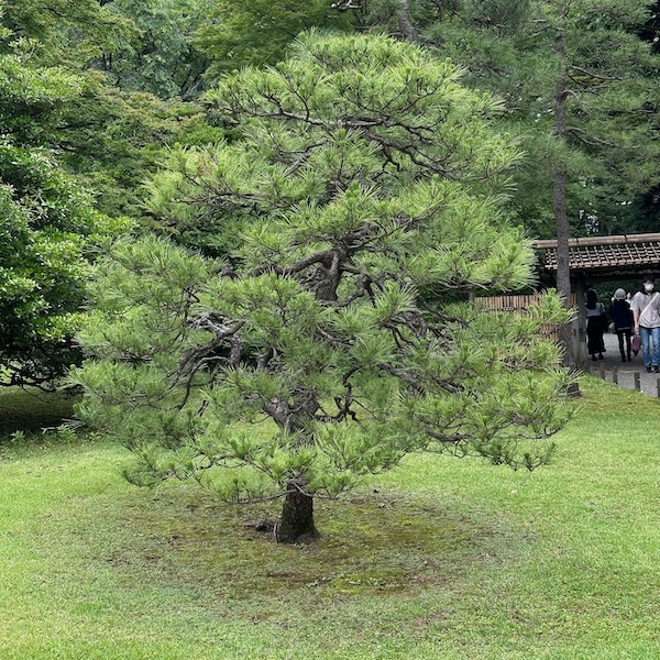 きれいに刈り込んだ松