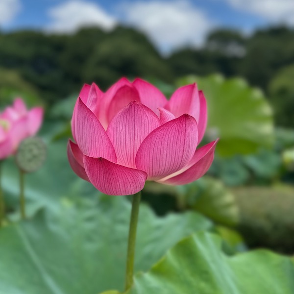 ハスの花