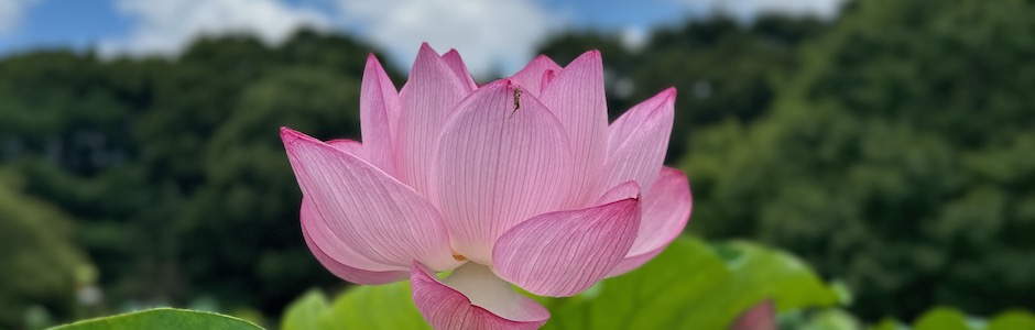 ハスの花
