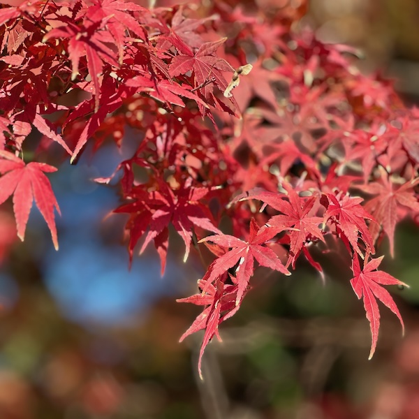 紅葉、楓