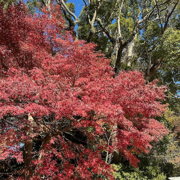 紅葉、楓