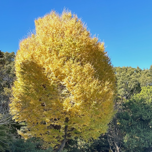 銀杏