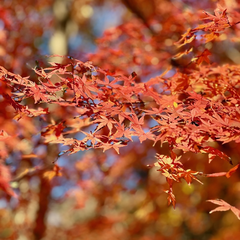 紅葉した楓の葉