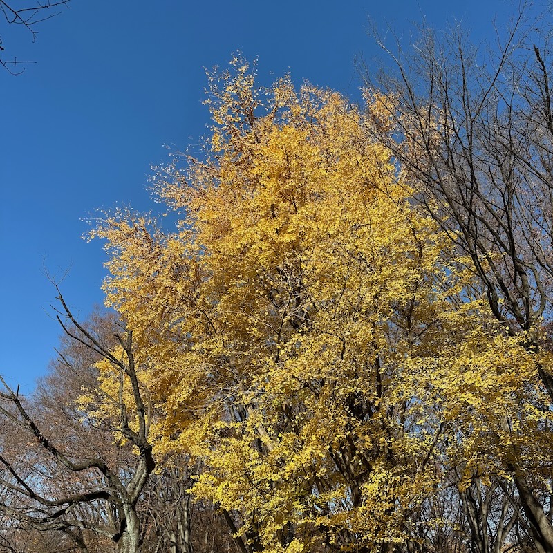 銀杏