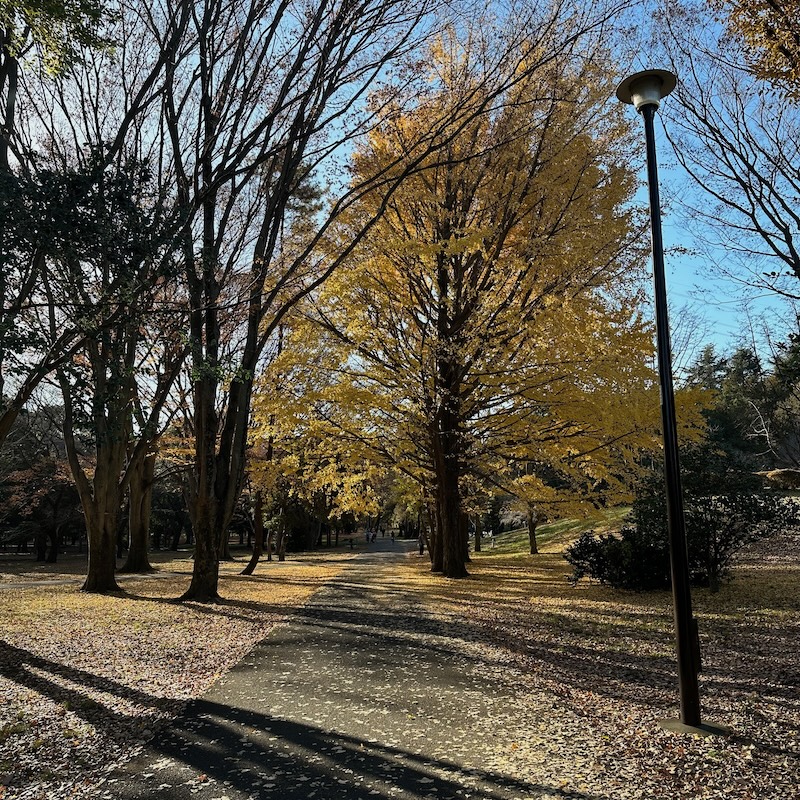 銀杏