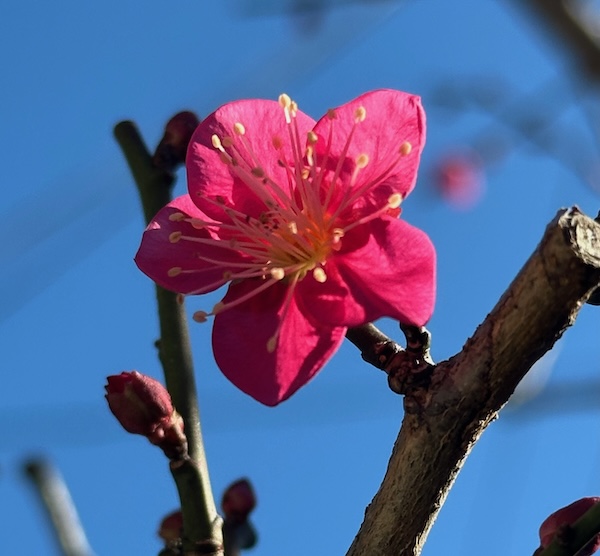 紅梅