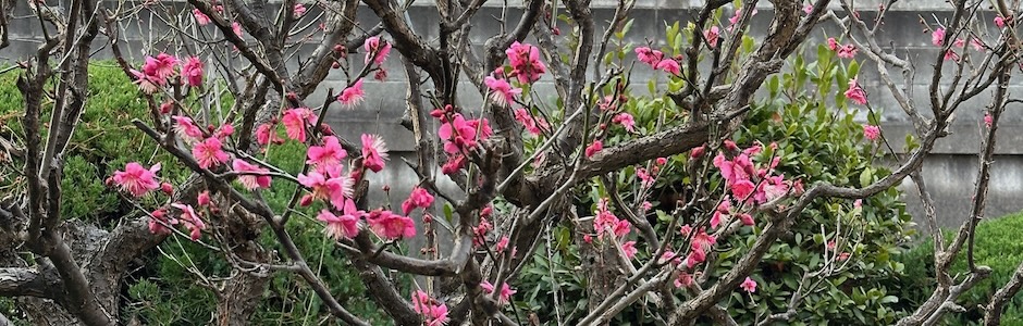 満開の梅の木